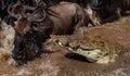 Crocodile hunting the wildebeest crossing in the Mara river Africa