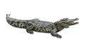 Crocodile isolated on white background ,include clipping path Royalty Free Stock Photo