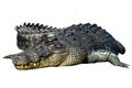 Crocodile isolated on white background Royalty Free Stock Photo