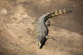 crocodile with its mouth open on the banks of a river and lake in the african savannah