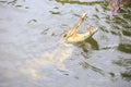 Closeup Crocodile Jaws above Water Catch Food