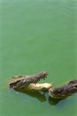 Crocodile jaws