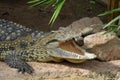 Crocodile jaws wild animal