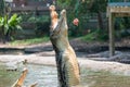 Crocodile jumping for food at the mini zoo crocodile farm in Miri. Royalty Free Stock Photo