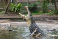 Crocodile jumping to catch chicken meat during feeding time at the mini zoo crocodile farm Royalty Free Stock Photo