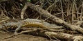 Crocodile jumps over a wood in bandar seri begawan Brunei, Borneo