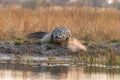 Crocodile at the kwando River in the caprivi Strip in Namibia in africa