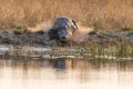Crocodile at the kwando River in the caprivi Strip in Namibia in africa