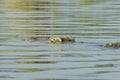 Crocodile, Lake Chamo, Ethiopia, Africa