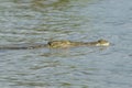 Crocodile, Lake Chamo, Ethiopia, Africa