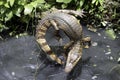 Crocodile lat. Crocodilia curved in an arc in the air against the background of a pit with water on a bright sunny day.