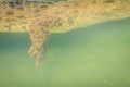 Crocodile leg while swimming under water and waiting for prey Royalty Free Stock Photo