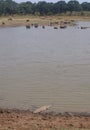 Crocodile lies on the shore, water buffalos swimming in the lake