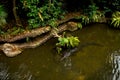 A crocodile lies under water in a river in the jungle Royalty Free Stock Photo