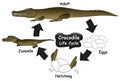 Crocodile Life Cycle Infographic Diagram