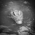 Crocodile that live in the water of the zoo. Royalty Free Stock Photo