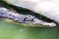 Crocodile live in the water of the zoo. Royalty Free Stock Photo