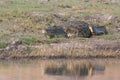 Crocodile looking across water