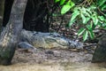 Crocodile lurking on the mud banks of the river Kinabatangan. Bo Royalty Free Stock Photo