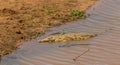 Crocodile in the Luvuvhu river in South Africa