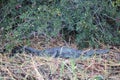 CROCODILE LYING ON THE BANK OF A RIVER Royalty Free Stock Photo