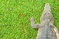 Crocodile Lying in Grass Royalty Free Stock Photo