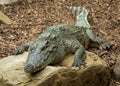 Crocodile relaxing on rocks.