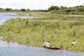 Crocodile lying on a river bank, Sabie river, Kruger National Park, South Africa Royalty Free Stock Photo