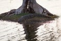 Crocodile lying on river bank Royalty Free Stock Photo
