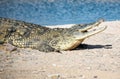 Crocodile lying on the rocky shore Royalty Free Stock Photo