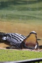 Crocodile lying in Steve Irwin Wildlife zoo in Brisbane in Australia Royalty Free Stock Photo