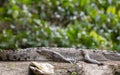 crocodile lying on a tree trank Royalty Free Stock Photo