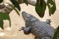 Crocodile lying under the tree Royalty Free Stock Photo