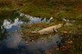 Crocodile from Madagascar, near the river water. Nile crocodile, Crocodylus niloticus, with open muzzle, in the river bank, Royalty Free Stock Photo