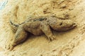 crocodile made from sand on the beach looks very realistic