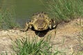 CROCODILE MARIN crocodylus porosus