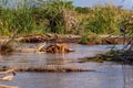 Crocodile market on Lake Chamo