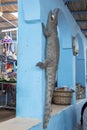 Crocodile at the market of the Nubian People in Aswan, Egypt, Africa Royalty Free Stock Photo