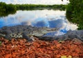 Crocodile Mexico Riviera Maya photomount