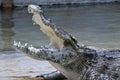 Crocodile with money in his mouth, Thailand