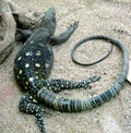 Crocodile Monitor 2