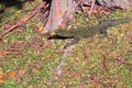 Crocodile Monitor Royalty Free Stock Photo