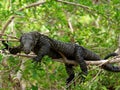 Crocodile Monitor