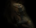 Crocodile Monitor Varanous salvadori on black background