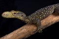 Crocodile monitor Varanus salvadorii