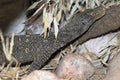 Crocodile monitor