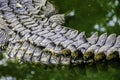 Crocodile