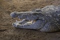 Crocodile with mouth open Royalty Free Stock Photo