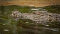 Crocodile moving through the water Royalty Free Stock Photo