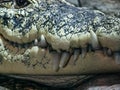 Crocodile muzzle with mouth and big teeth, close up Royalty Free Stock Photo